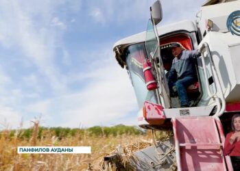 Панфилов ауданында жүгері ору науқаны қарқынды жүріп жатыр