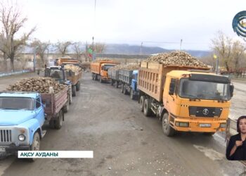 Ақсу қант зауыты қант қызылшасын қабылдауды бастады