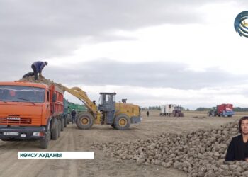 Көксу қанты зауыты алғашқы өнімдерді қабылдады