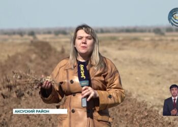 В регионе впервые начали выращивать арахис