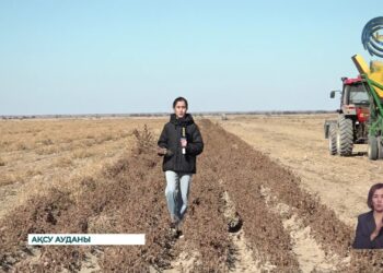 Ақсу ауданында бұршақ пен жержаңғақ өсіріледі