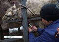 Жетісу облысында бруцеллёзбен күрес нәтижесін берді