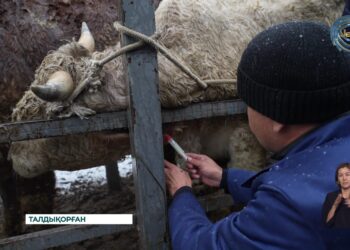 Жетісу облысында бруцеллёзбен күрес нәтижесін берді