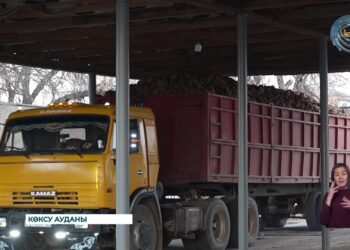 Көксу қант зауыты тәтті түбірді қабылдау жұмыстарын аяқтап қалды