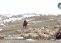 Биыл Жетісу өңірінде мал қыстатуға дайындық тиісті деңгейде өтті