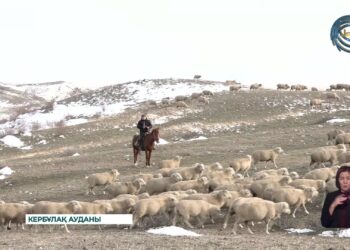 Биыл Жетісу өңірінде мал қыстатуға дайындық тиісті деңгейде өтті