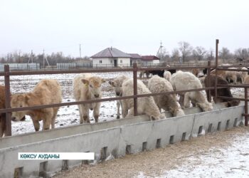 Мал баққанға бітеді!
