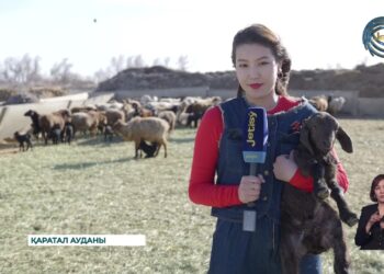 Мал шаруашылығында төл алу науқаны басталады