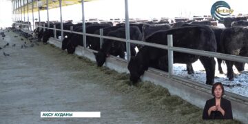 Аустралиялық әдіс: Сиырды қалай тез семіртуге болады?