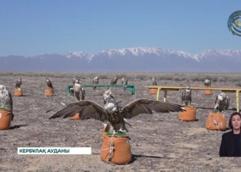 Жетісу аспанында жаңа тіршілік: Сауд Арабиясынан 30-дан аса ителгі ұшырылды