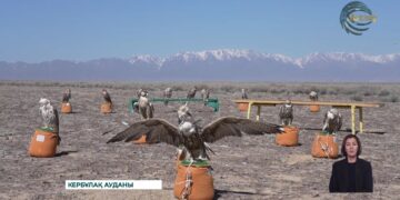 Жетісу аспаны Араб елінен әкелінген жыртқыш құстармен толықты