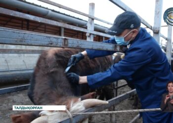 Өңірде төрт түлікті вакцинациялаудың алғашқы кезеңі басталды