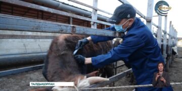 Өңірде төрт түлікті вакцинациялаудың алғашқы кезеңі басталды