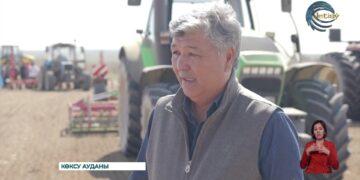 Қант қызылшасының егіс көлемі 13 мың гектарға жетті