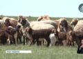 Ақсу ауданында мал шаруашылығы қарқынды дамып келеді