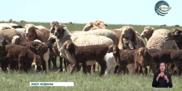 Ақсу ауданында мал шаруашылығы қарқынды дамып келеді
