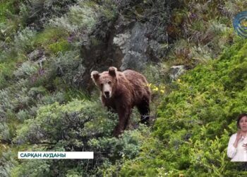 Изучение биоразнообразия области Жетысу — одна из важнейших задач местных ученых