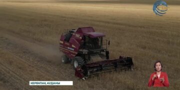 Облыста егін жинау науқаны басталды