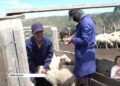 Зеленые пастбища и строгий ветеринарный контроль