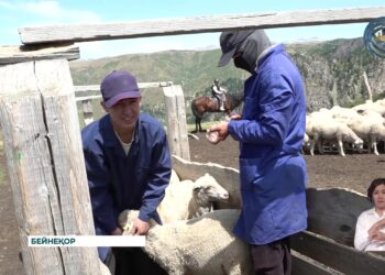 Зеленые пастбища и строгий ветеринарный контроль