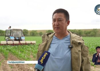 Жетісу облысында көктемгі дала жұмыстары толық аяқталды