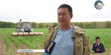 Жетісу облысында көктемгі дала жұмыстары толық аяқталды