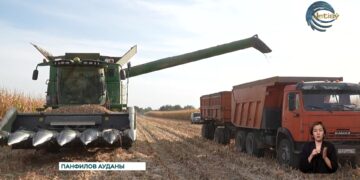 Жаркентте жүгері жинау науқаны жалғасып жатыр