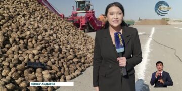 Өңірінде қант қызылшасын жинау науқаны қарқын алды