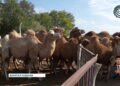 Бір түйе тәулігіне 40 литрге дейін сүт береді