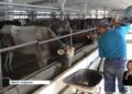 Мал шаруашылығын заманауи бағытта дамытуға басымдық берілуде